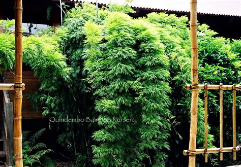 Costa Rican Weeping Liebmanii Non Invasive Bamboo