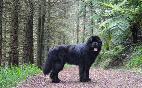 15 Biggest Dog Breeds In The World Worth Knowing Talkcharge Blog