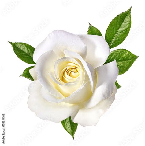 White Rose Isolated On White Stockfotos Und Lizenzfreie Bilder Auf
