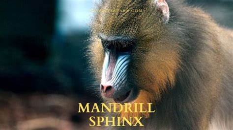Mandrillus Sphinx Mandrill Description Facts Primates Park