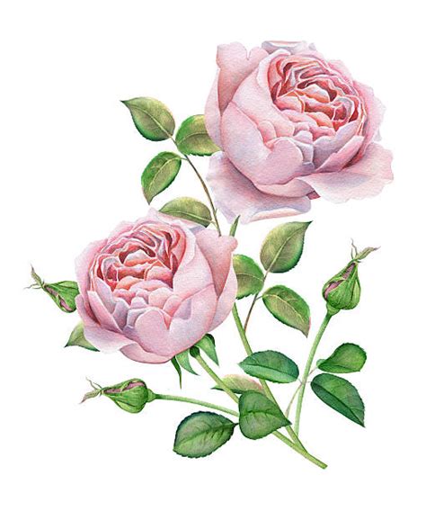 Tea Rose Clip Art Vector Images And Illustrations Istock