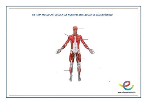 Sistema Muscular Para Imprimir Y Colorear Aprender El Cuerpo Humano