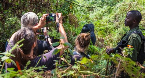 Best Gorilla Trekking Best Gorilla Trekking Uganda Tips 2020