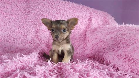 If you're looking for a teacup puppies for sale,teacup puppies for sale near me,teacup yorkie puppies for sale,teacup pomeranian puppies for sale $250,tiny teacup puppies for sale,teacup dogs for sale,tea cup puppy, welcome! teacup chihuahua puppies in Buckeye, Arizona - Puppies for Sale Near Me