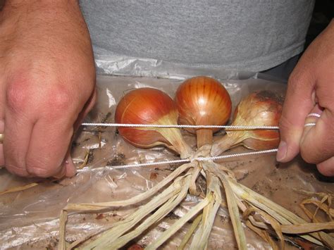 The Harried Homemaker Preps How To Braid And Store Onions