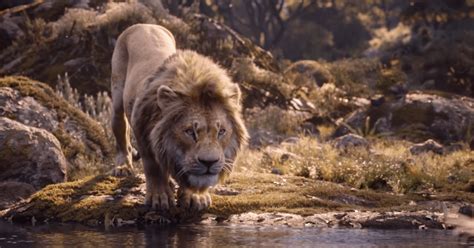 Le Roi Lion Film 2019 Canal Plus - Le Roi Lion 2019 Netflix - Ronnie