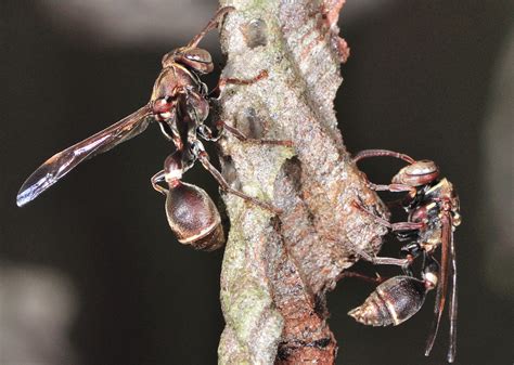 Dark Faced Brown Paper Wasp Ropalidia Gracilenta