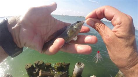 Thee Smallest Fish In The World I Have Ever Caught While Saltwater Fly