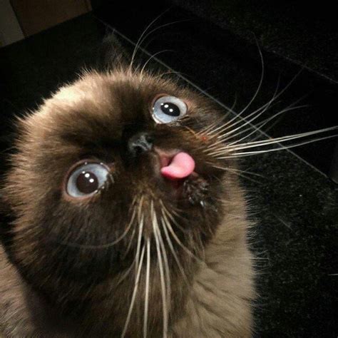 Cat Does A Derp 9gag