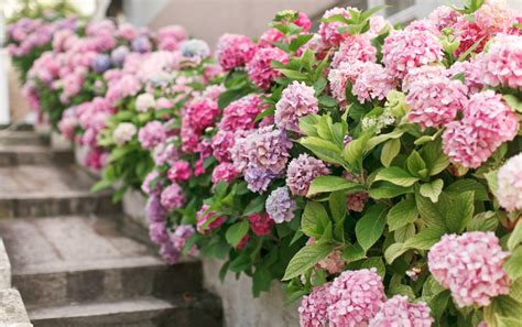 Choose The Best Hydrangeas For Your Garden Jparkers