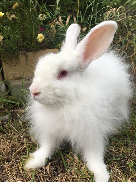 Fluffy Male Cashmere Rabbit In Nsw Petrescue