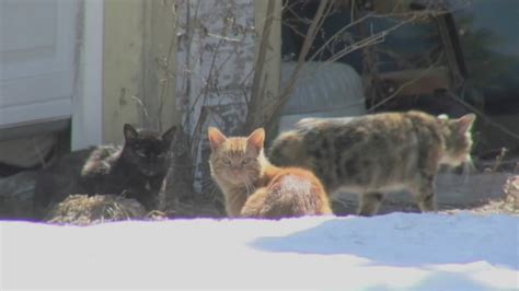 Hundreds Of Stray Cats Overrunning City In New York State Abc13 Houston