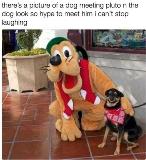 101 Best Funny Dog Memes To Make You Laugh All Day