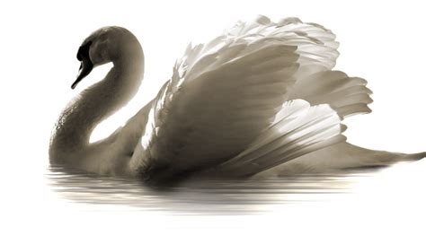 Swan Png