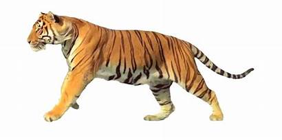 Harimau Tiger Running Ekogeo Species Dunia April