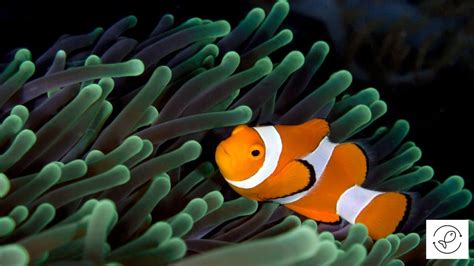 4 Types Of Foods That Clownfish Prefer To Eat