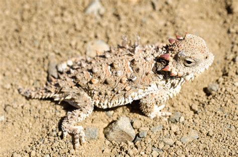 Hein Natural History Photography Reptiles Coast Horned Lizard