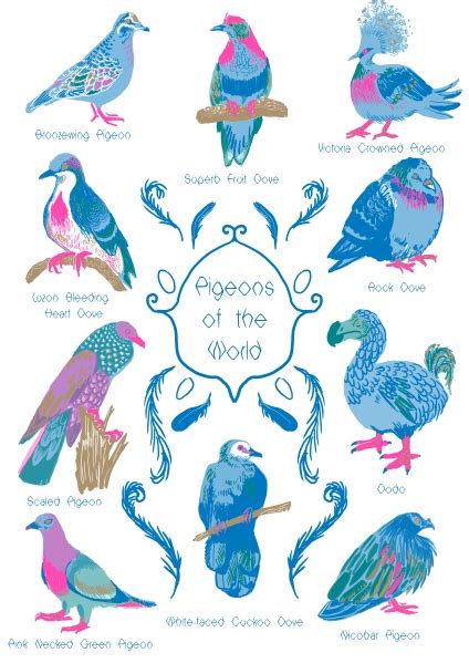 Pigeon Poster The Art Of Katie Whittle