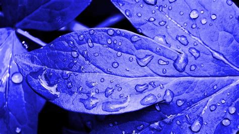 Fresh Blue Leaves Plant Close Up Wallpaper 1920x1080 Download