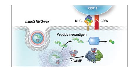 Co Delivery Of Peptide Neoantigens And Stimulator Of Interferon Genes