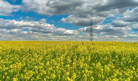 Vast Field With Yellow Flowers During Daytime Stock Photo Image Of