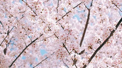 9 Things You Didnt Know About Cherry Blossoms Time Out Tokyo