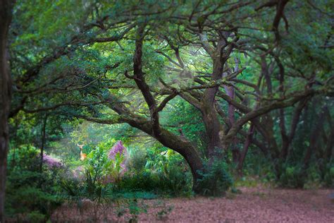 Enchanted Tree Photograph By Darrell Hutto Fine Art America