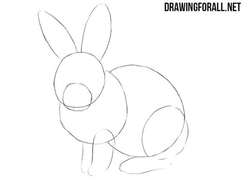 46 Rabbit Drawing Step By Step Pictures Shiyuyem
