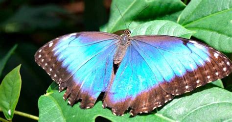 Mariposa Morpho Azul Significado Y Habitat Mundo Insectos