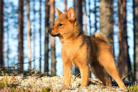 Finnish Spitz A Fascinating And Hunting Breed