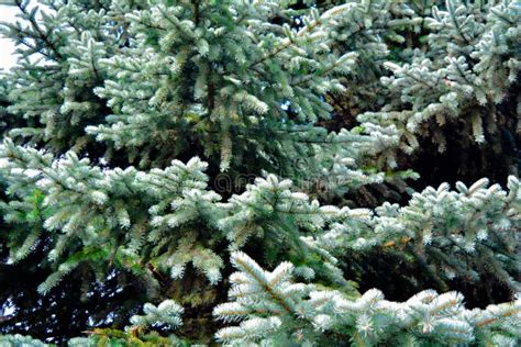 Blue Spruce Fir Tree Branches Stock Photo Image Of Culture
