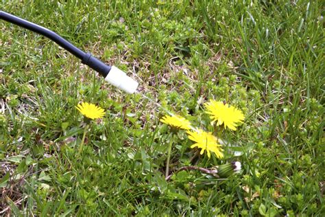Tips For Controlling Broadleaf Weeds Myhometurf