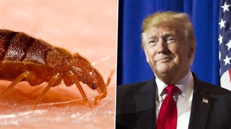 Trumpbedbugs Memes Trend On Twitter After Us President Recommends His