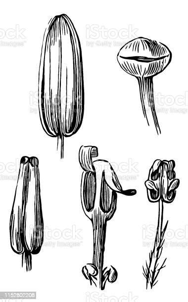 Plant Pistil Plant Morphology The Parts Of A Flower Stock Illustration