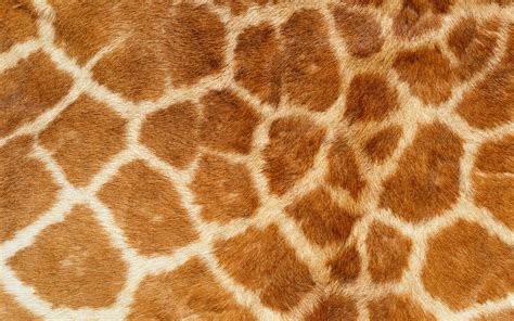 Giraffe Pattern Wallpaper 1920x1200 58517
