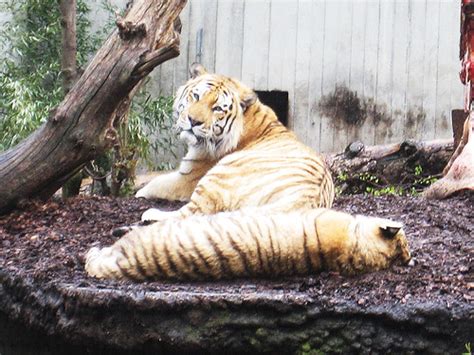 Tigers Tigers At Copenhagen Zoo Denmark Flickr
