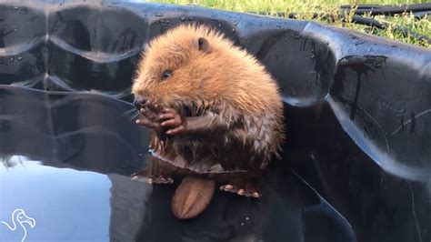 Baby Beaver Gives Himself A Bath Youtube