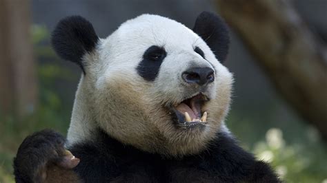 Scientists Unlock Secrets Of Panda Teeth Cgtn