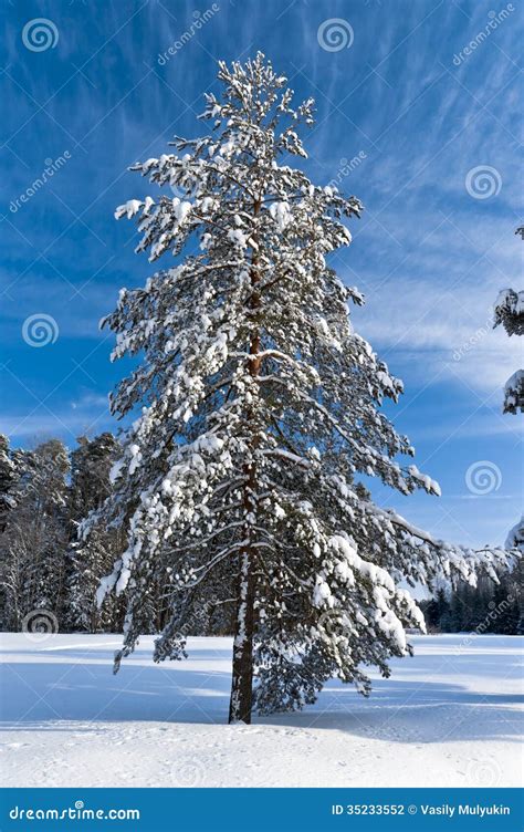 Winter Pine Tree Stock Photo Image Of Conifer Field 35233552