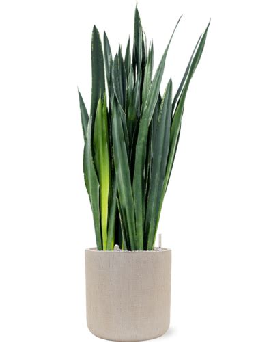 Sansevieria Trifasciata Black Tiger Donica Baq Raindrop System