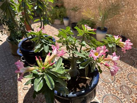 Master The Art Of Repotting Desert Rose Plants A Comprehensive Guide