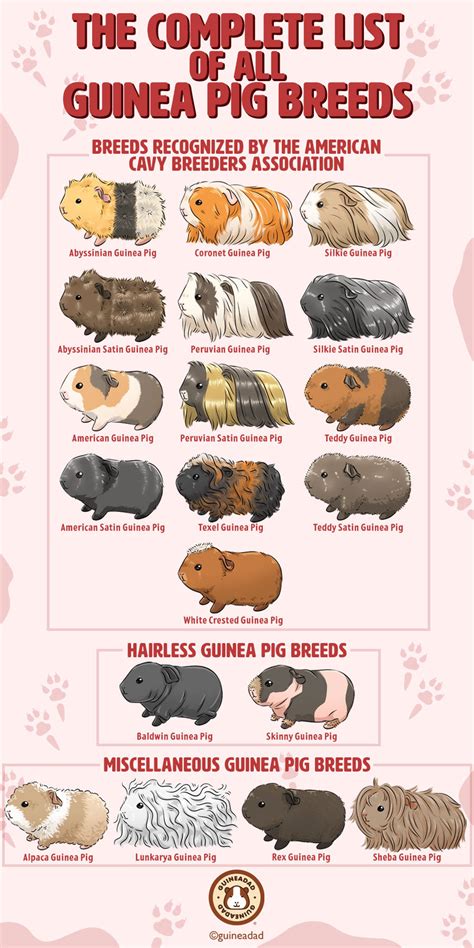 The Complete List Of All Guinea Pig Breeds 2022