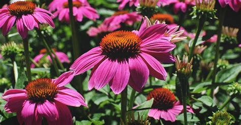 Top 8 How To Collect Echinacea Seeds In 2022 Gấu Đây