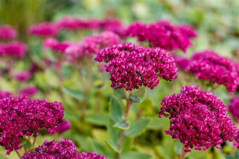 How To Grow And Care For Sedum Stonecrop Uk