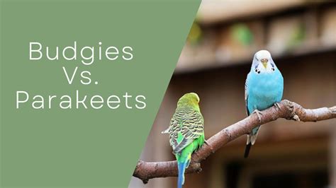 Budgies Vs Parakeets Differences And Similarities