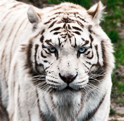 Balinese Tiger Explore Jans0s Photos On Flickr Jans0 Ha Flickr