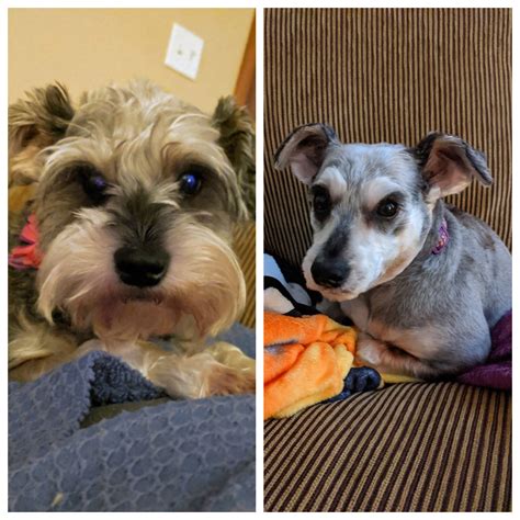 My Schnauzer Without A Beard Shes Still Adorable Though R