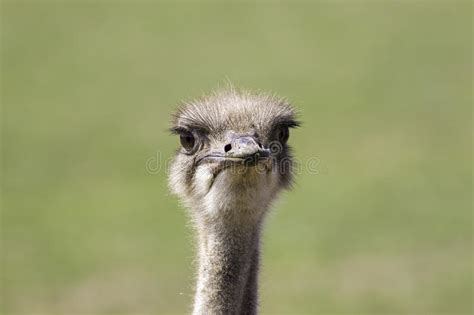 Goofy Ostrich Stock Photos Free And Royalty Free Stock Photos From