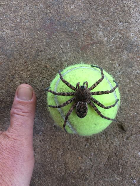 Look At The Size Of This Guy Found In Upstate South Carolina I Believe