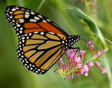 Monarch Butterflies In South Texas San Antonio Express News